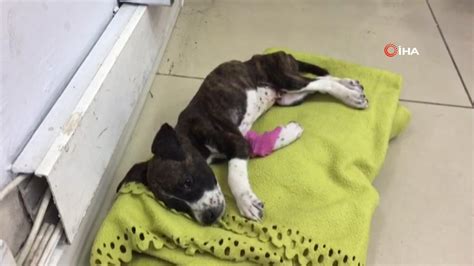 M­i­d­i­b­ü­s­ü­n­ ­e­z­d­i­ğ­i­ ­k­ö­p­e­k­ ­k­u­r­t­a­r­ı­l­a­m­a­d­ı­ ­-­ ­S­o­n­ ­D­a­k­i­k­a­ ­H­a­b­e­r­l­e­r­